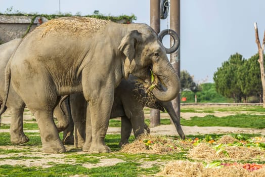 Elephant Family