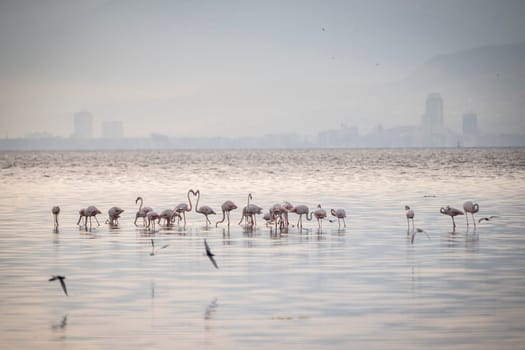 Birds Pink Flamingos Walk on the salt blue Lake in izmir