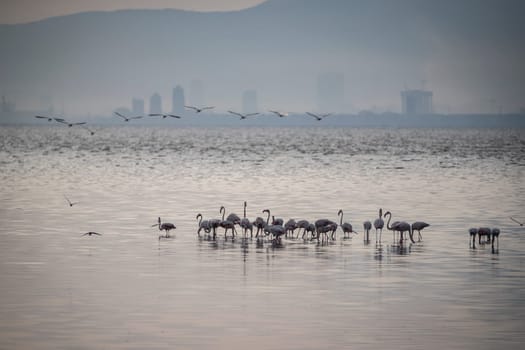 Birds Pink Flamingos Walk on the salt blue Lake in izmir