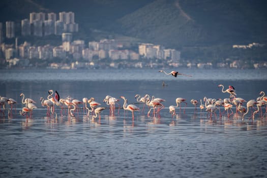 Birds Pink Flamingos Walk on the salt blue Lake in izmir. High quality photo