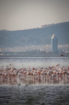 Birds Pink Flamingos Walk on the salt blue Lake in izmir