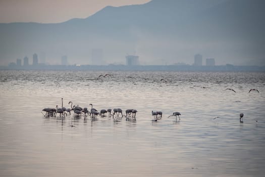 Birds Pink Flamingos Walk on the salt blue Lake in izmir