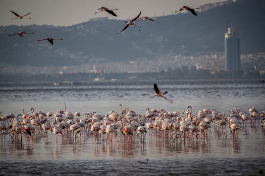 Birds Pink Flamingos Walk on the salt blue Lake in izmir