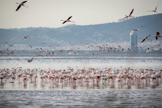 Birds Pink Flamingos Walk on the salt blue Lake in izmir