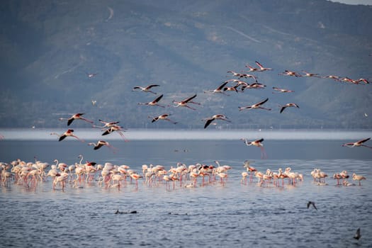 Birds Pink Flamingos Walk on the salt blue Lake in izmir. High quality photo