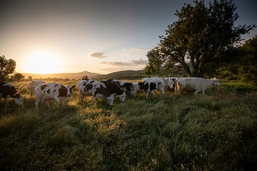 Herd of cows grazing at summer green field. High quality photo