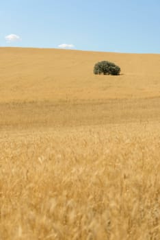 Wheat flied panorama with tree at sunset, rural countryside - Agriculture. High quality photo