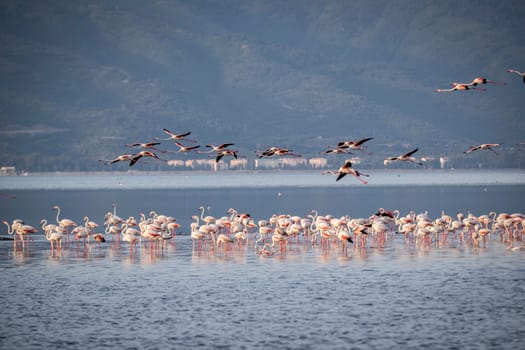 Birds Pink Flamingos Walk on the salt blue Lake in izmir. High quality photo