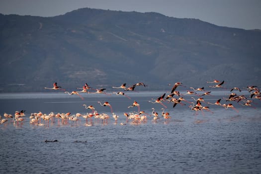 Birds Pink Flamingos Walk on the salt blue Lake in izmir. High quality photo