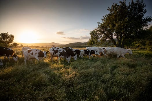 Herd of cows grazing at summer green field. High quality photo