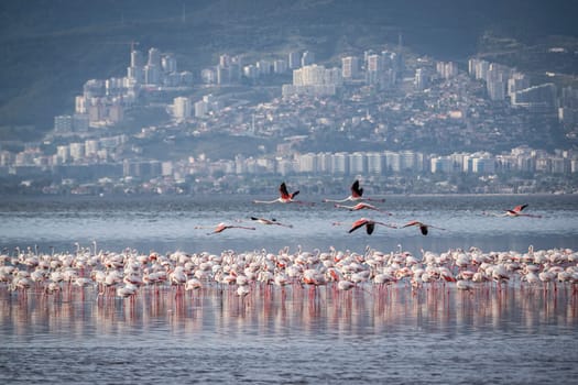 Birds Pink Flamingos Walk on the salt blue Lake in izmir