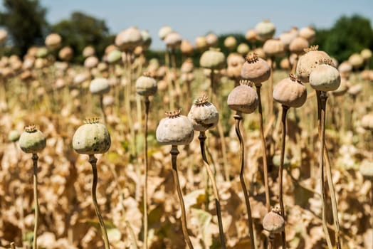 Opium poppies, They are watching you.