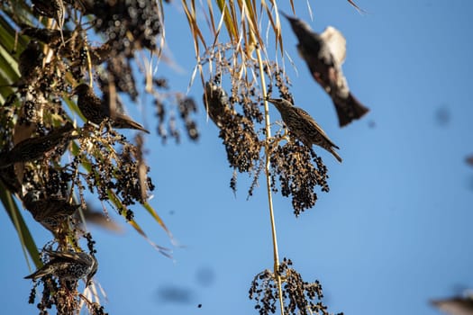 Beautiful large flock of starlings. High quality photo