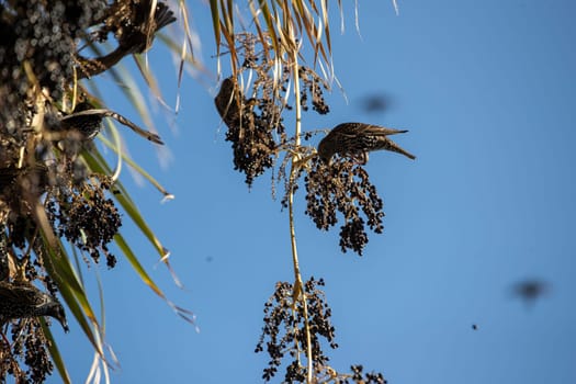 Beautiful large flock of starlings. High quality photo