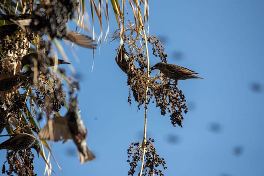 Beautiful large flock of starlings. High quality photo