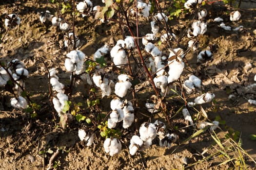 White ripe cotton field ready for harvest