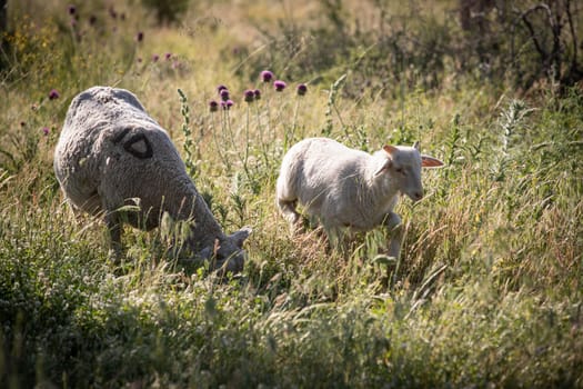 Herd of cows grazing at summer green field. High quality photo