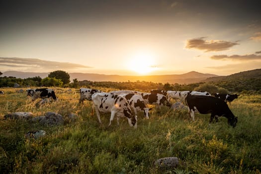 Herd of cows grazing at summer green field. High quality photo