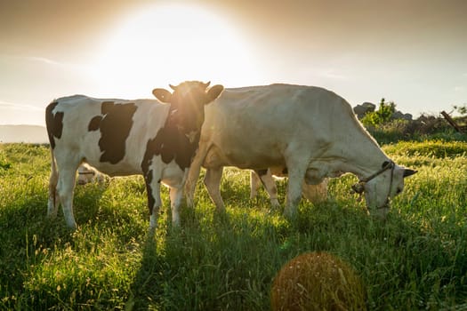 Herd of cows grazing at summer green field. High quality photo