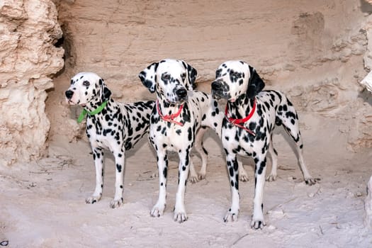 Portrait of three beautiful young Dalmatian dogs standing in a cave.