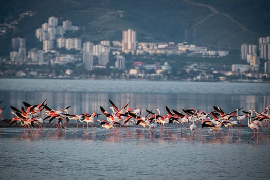 Birds Pink Flamingos Walk on the salt blue Lake in izmir. High quality photo