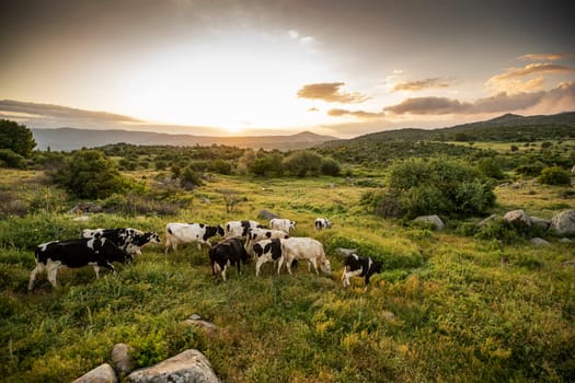 Herd of cows grazing at summer green field. High quality photo