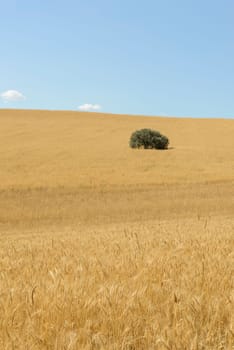 Wheat flied panorama with tree at sunset, rural countryside - Agriculture. High quality photo