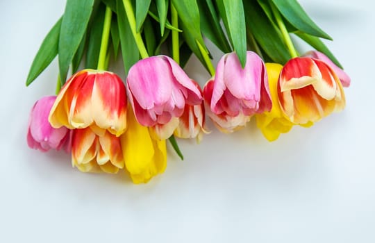 Flowers tulips on a white background. Selective focus. Nature.