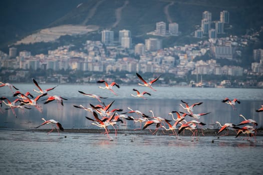 Birds Pink Flamingos Walk on the salt blue Lake in izmir. High quality photo