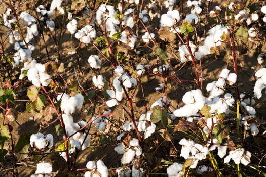 White ripe cotton field ready for harvest