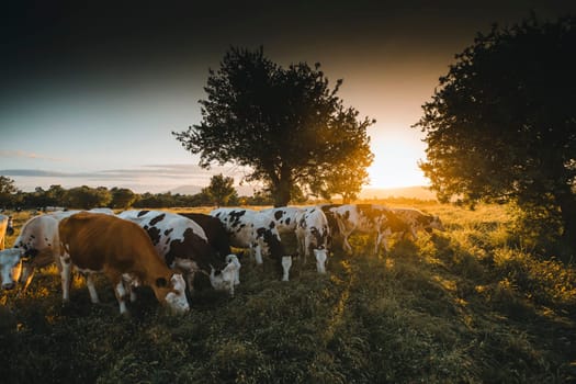 Herd of cows grazing at summer green field. High quality photo