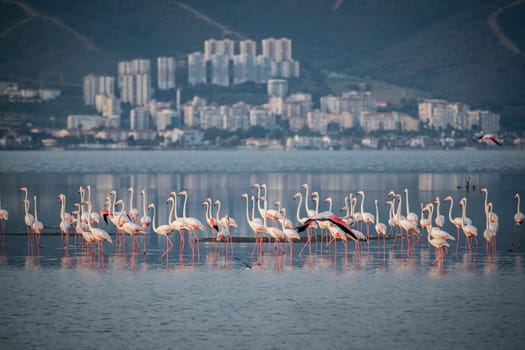 Birds Pink Flamingos Walk on the salt blue Lake in izmir. High quality photo