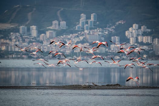 Birds Pink Flamingos Walk on the salt blue Lake in izmir. High quality photo