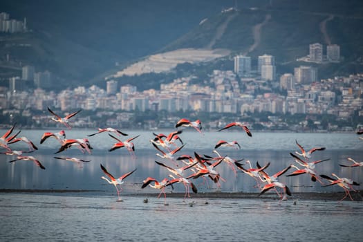 Birds Pink Flamingos Walk on the salt blue Lake in izmir. High quality photo