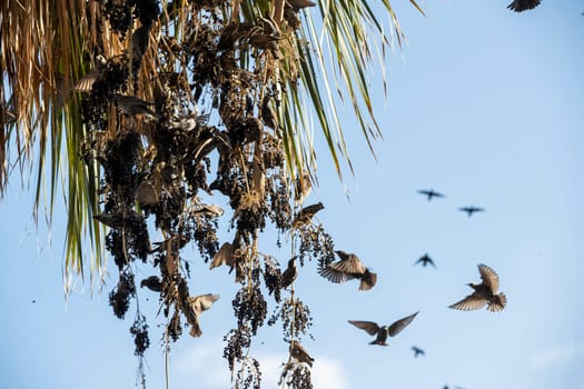 Beautiful large flock of starlings. High quality photo