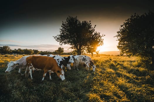 Herd of cows grazing at summer green field. High quality photo