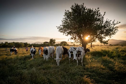 Herd of cows grazing at summer green field. High quality photo