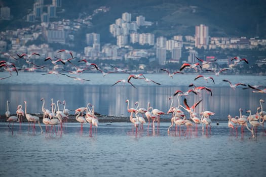 Birds Pink Flamingos Walk on the salt blue Lake in izmir. High quality photo