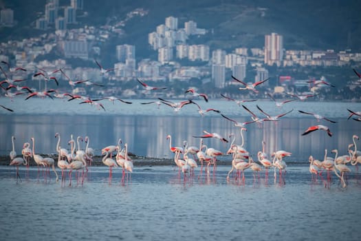 Birds Pink Flamingos Walk on the salt blue Lake in izmir. High quality photo