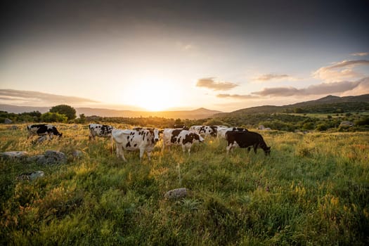 Herd of cows grazing at summer green field. High quality photo