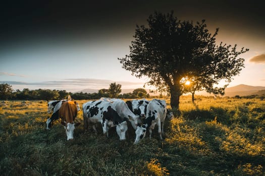 Herd of cows grazing at summer green field. High quality photo