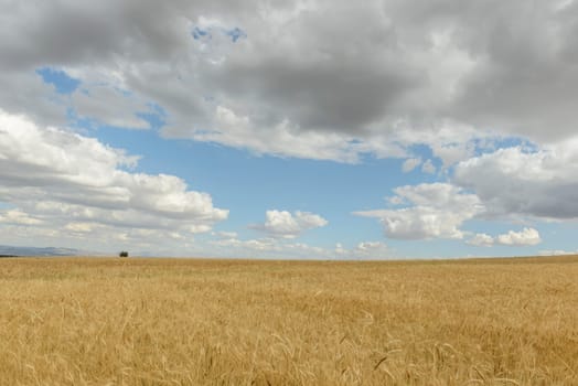 Wheat flied panorama with tree at sunset, rural countryside - Agriculture. High quality photo