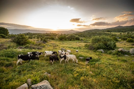 Herd of cows grazing at summer green field. High quality photo