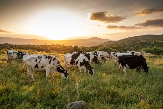 Herd of cows grazing at summer green field. High quality photo