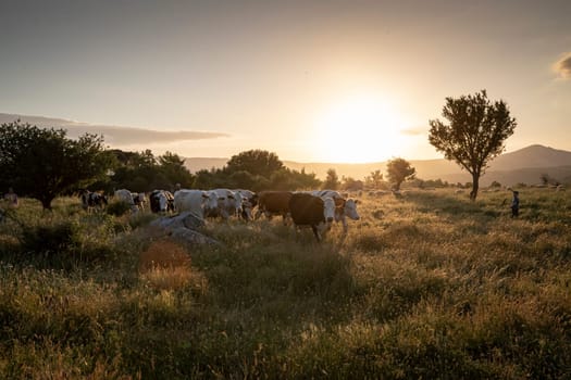 Herd of cows grazing at summer green field. High quality photo