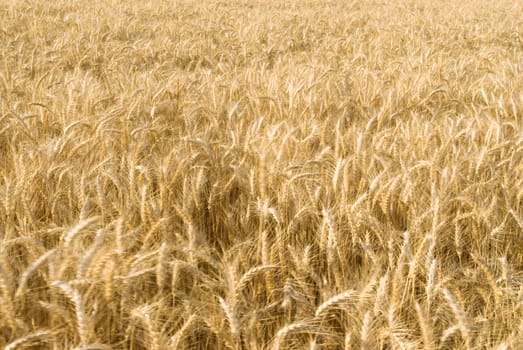 Wheat flied panorama with tree at sunset, rural countryside - Agriculture. High quality photo