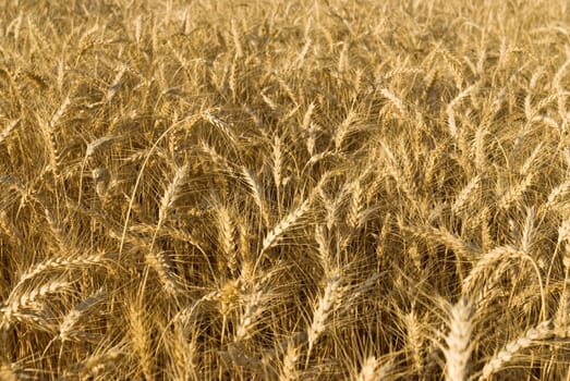 Wheat flied panorama with tree at sunset, rural countryside - Agriculture. High quality photo