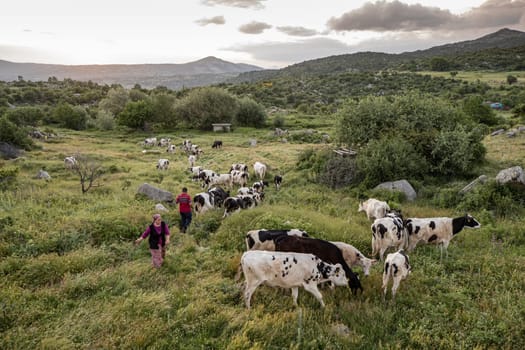 Herd of cows grazing at summer green field. High quality photo