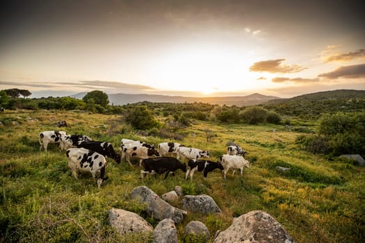 Herd of cows grazing at summer green field. High quality photo