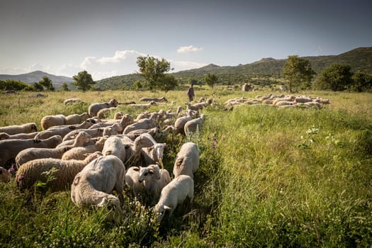 Herd of cows grazing at summer green field. High quality photo